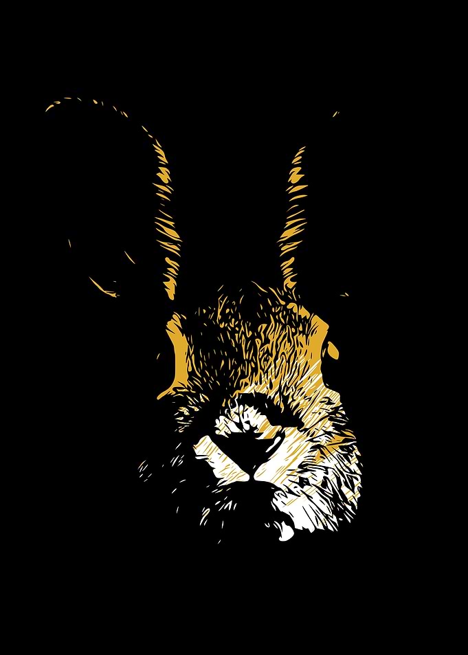 Rabbit