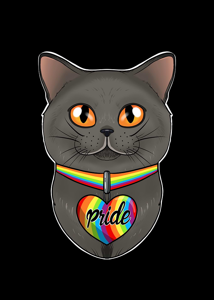 British Shorthair Cat Gay