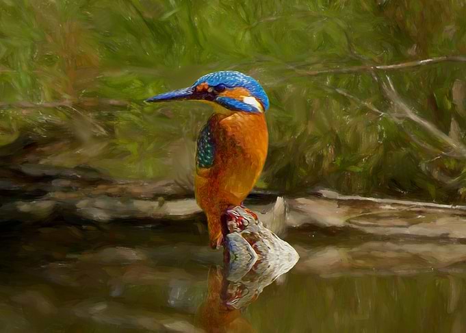 Kingfisher