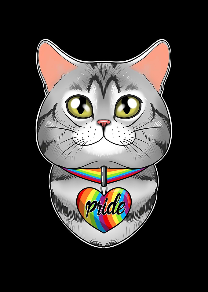 American Shorthair Cat Gay