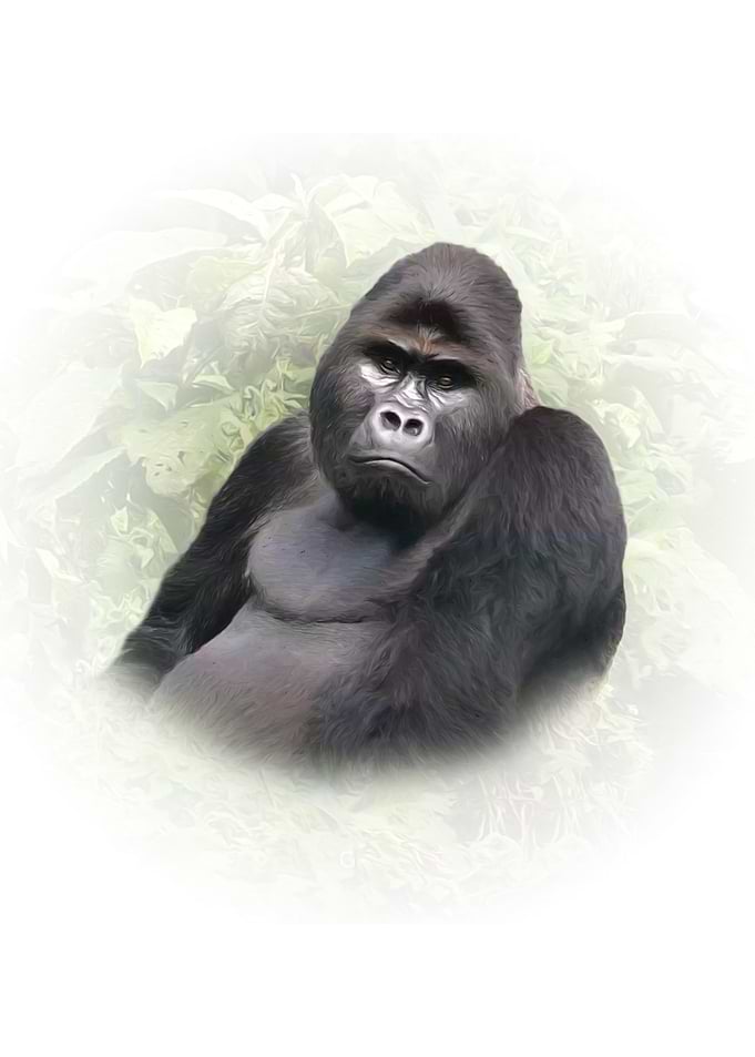 Gorilla