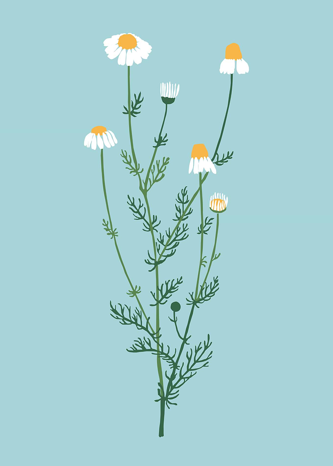 White chrysanthemum flower