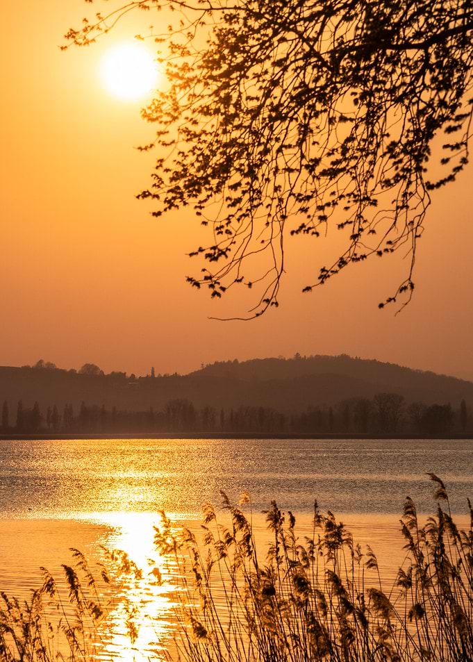 sunset with reeds