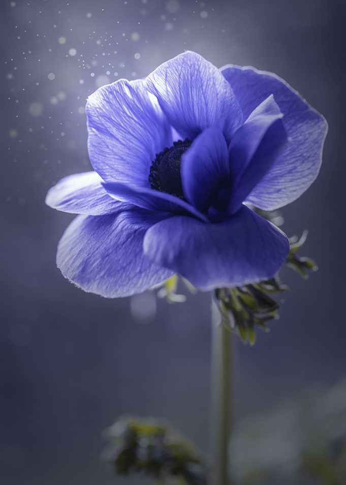 Purple anemone, macro
