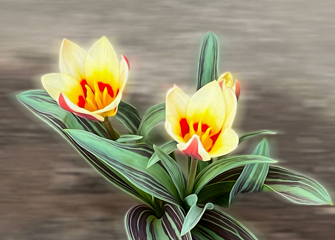 The first tulips