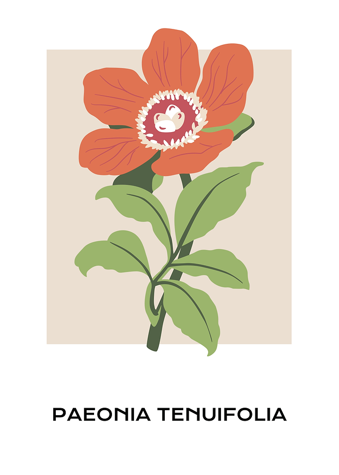 Paeonia Tenuifolia floral