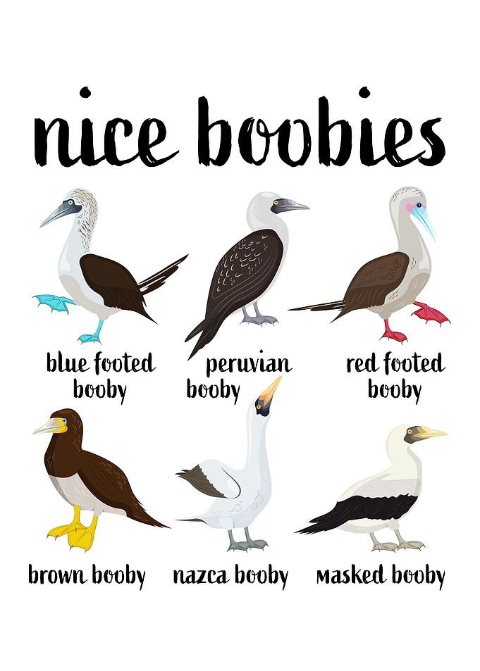 Booby Bird Nice Boobies