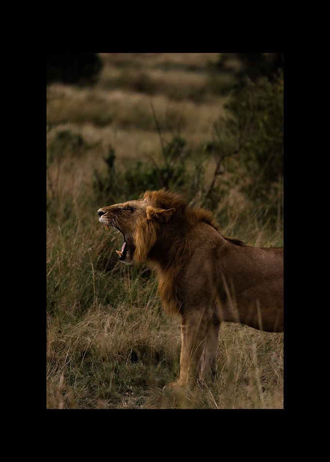 Lion