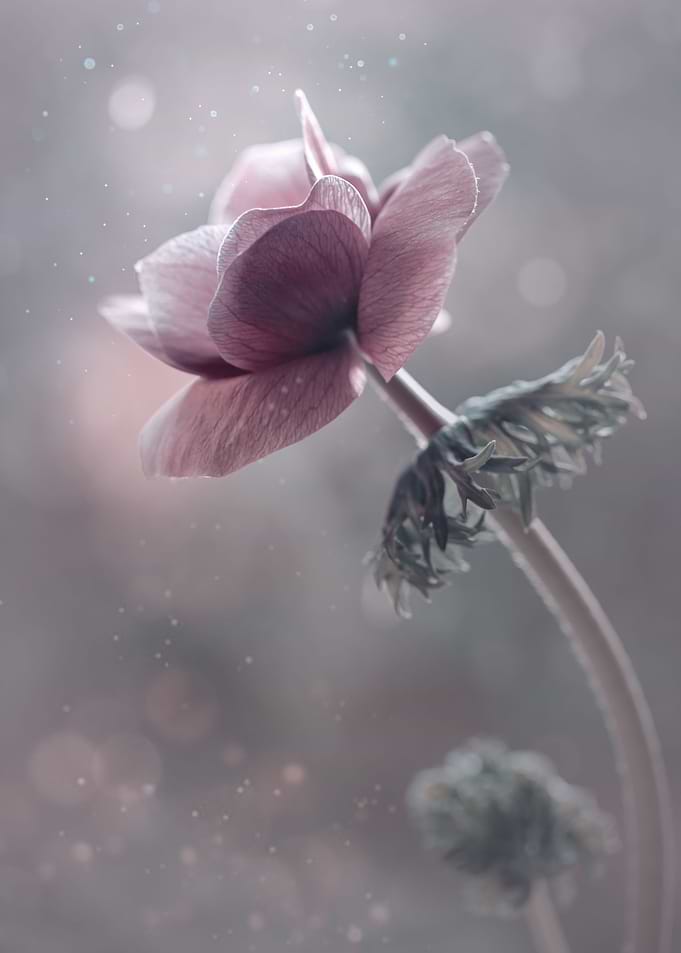 Pink anemone,macro,flowers