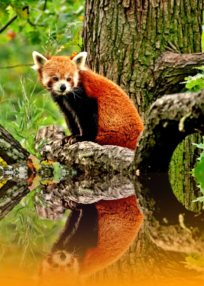 Red Panda