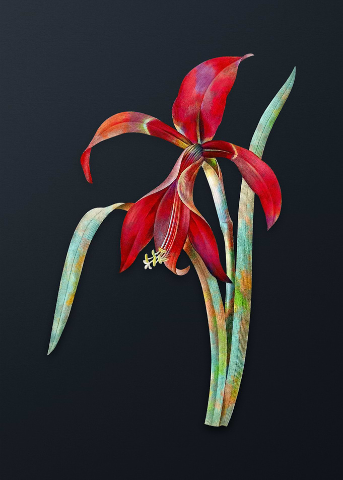 Vintage Amaryllis Flower