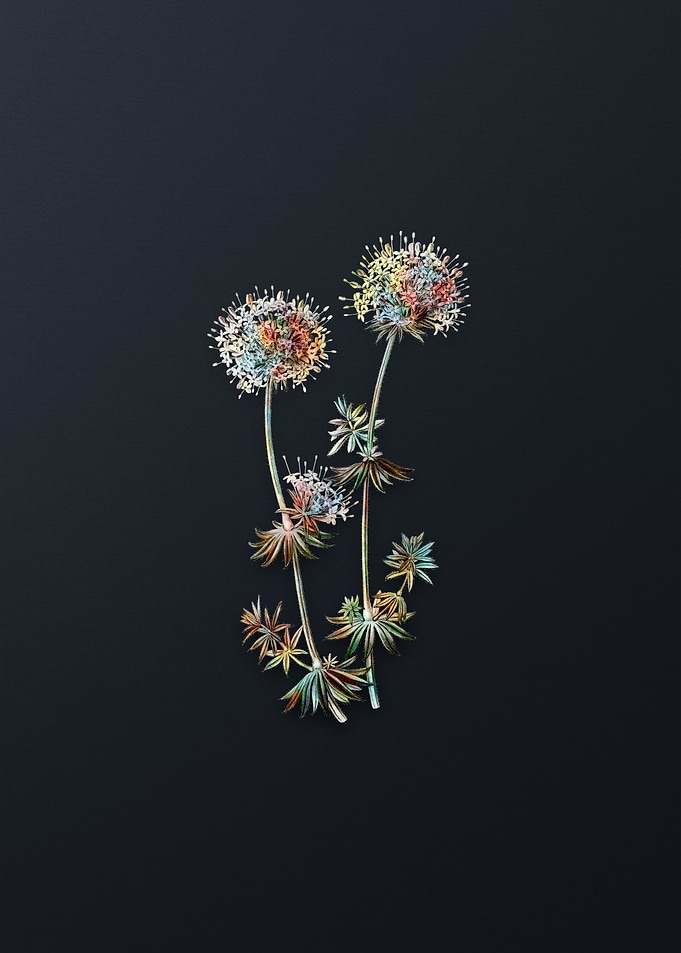 Crucianella Flower Branch