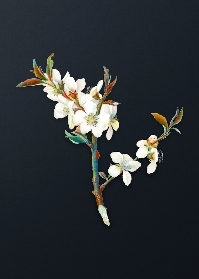 Vintage Almond Tree Flower