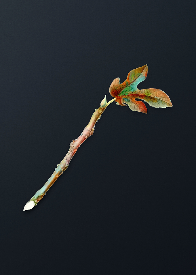 Vintage Fig Flower