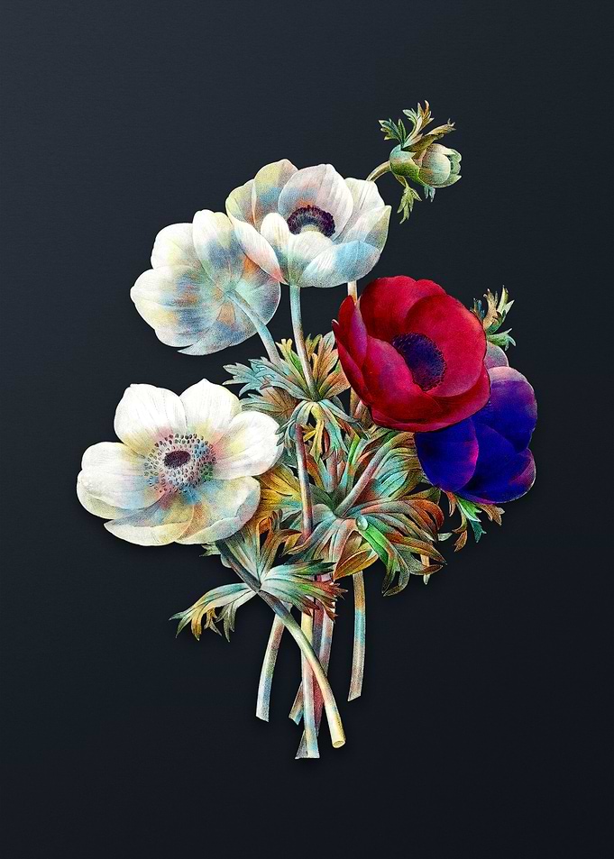 Vintage Anemone Simplex