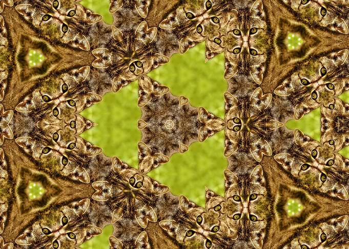 Cat Pattern