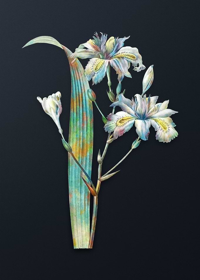Butterfly Iris Fimbriata