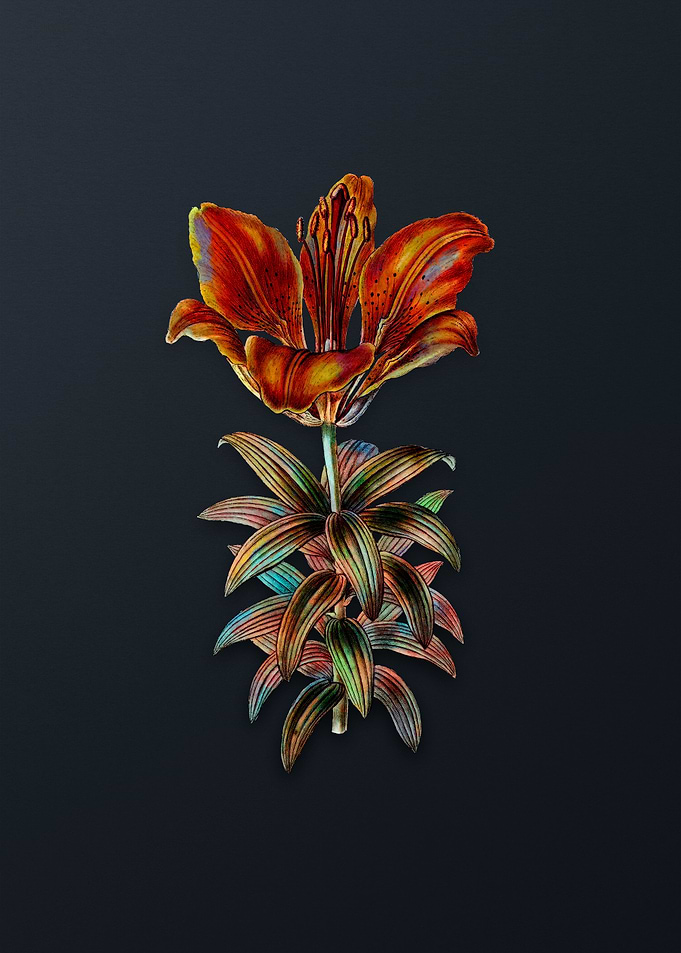 Blood Red Lily Flower