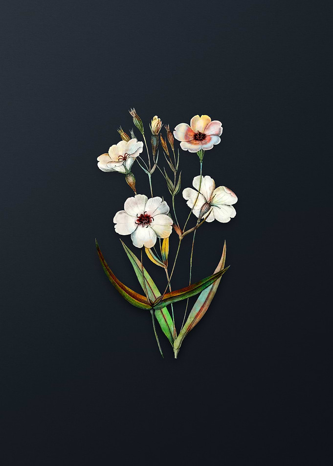 Dark Eyed Viscaria Flower