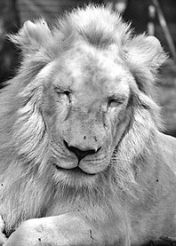 Majestic Lion