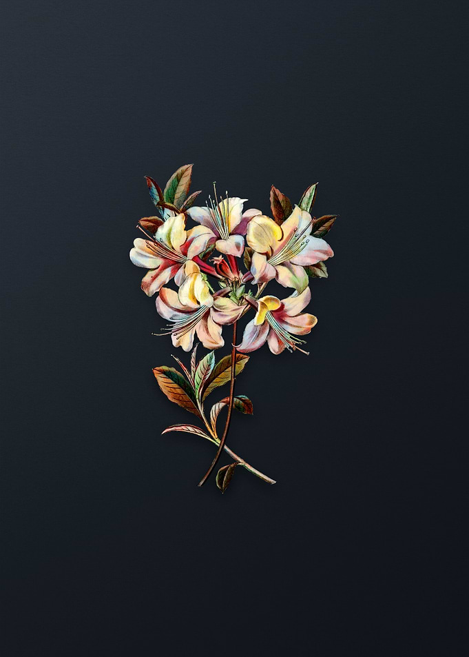 Changeable Pontic Azalea