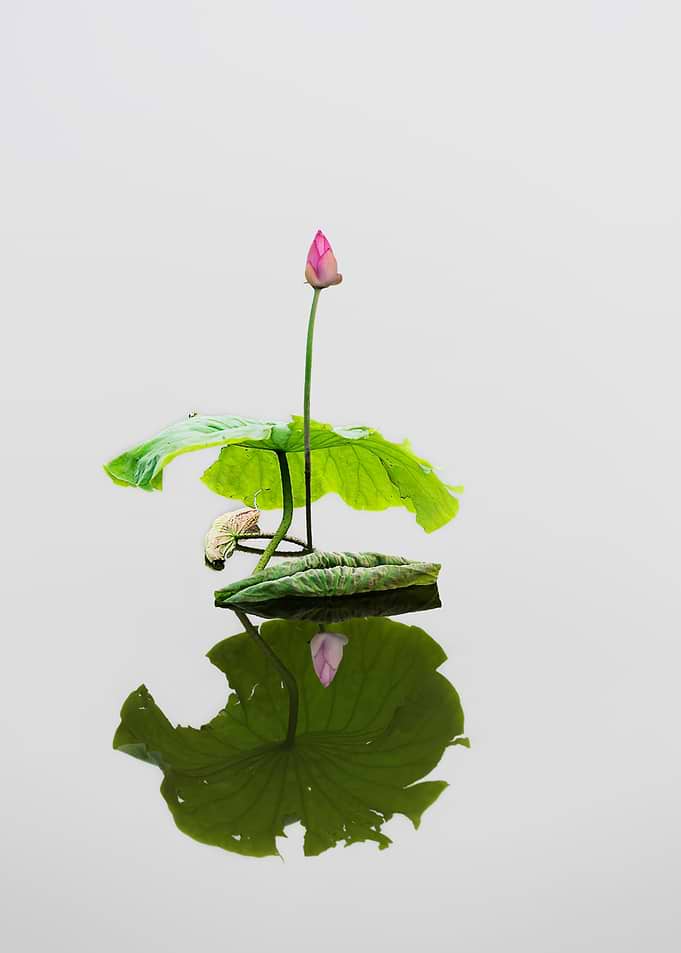 lotus bud