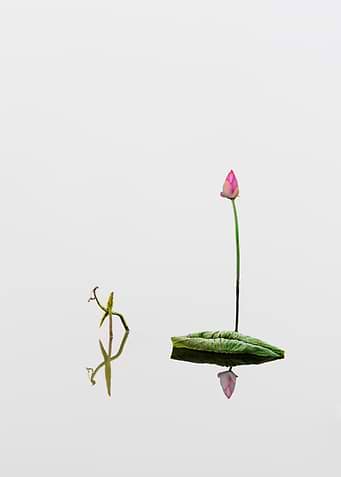 lotus bud