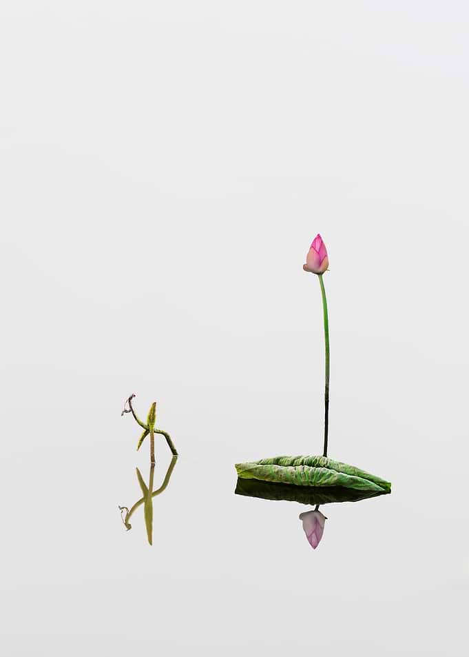 lotus bud