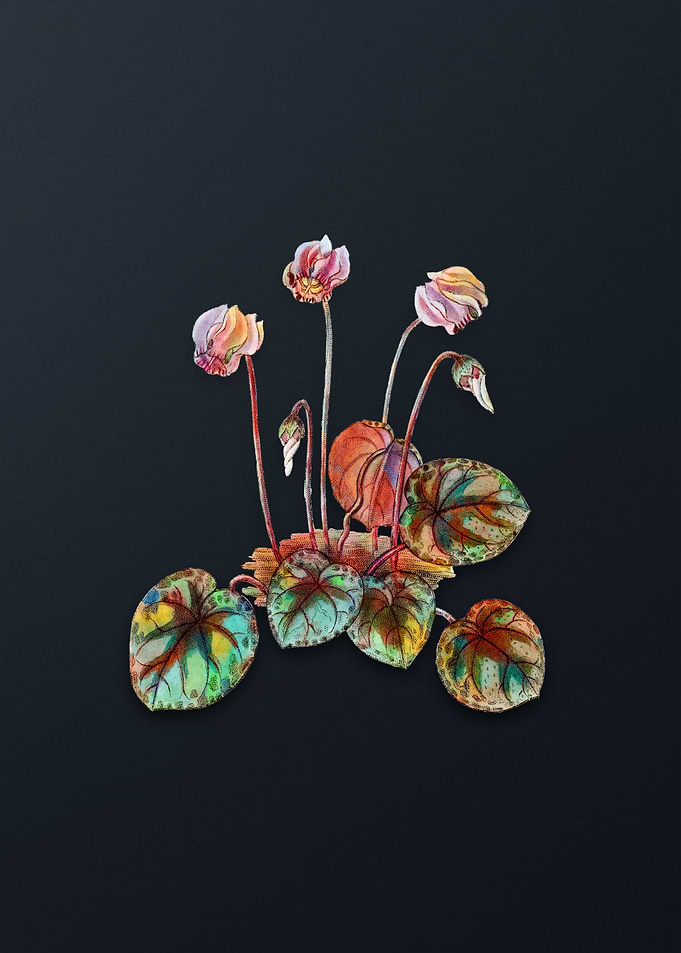 Shore Cyclamen Flower