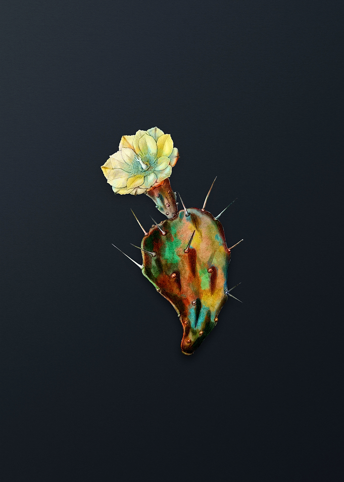 One Spined Opuntia Flower
