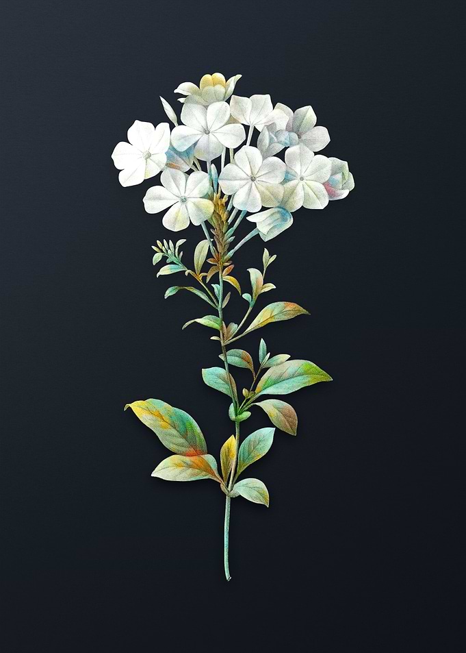 Vintage Plumbago Caerulea