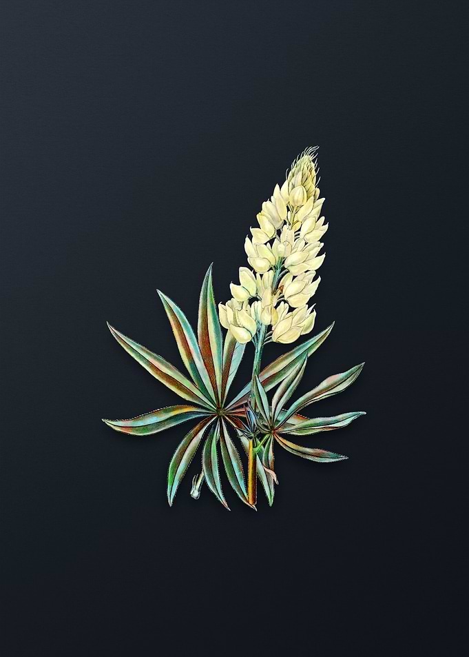 Yellow Perennial Lupine