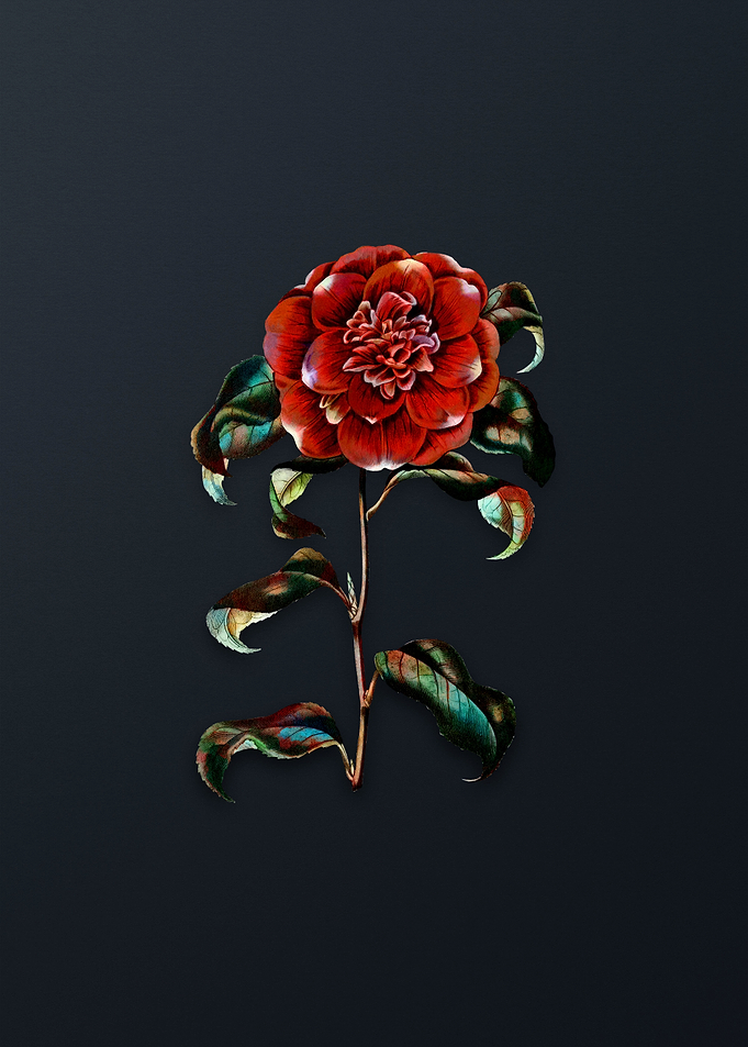 Mr Reeves Crimson Camellia
