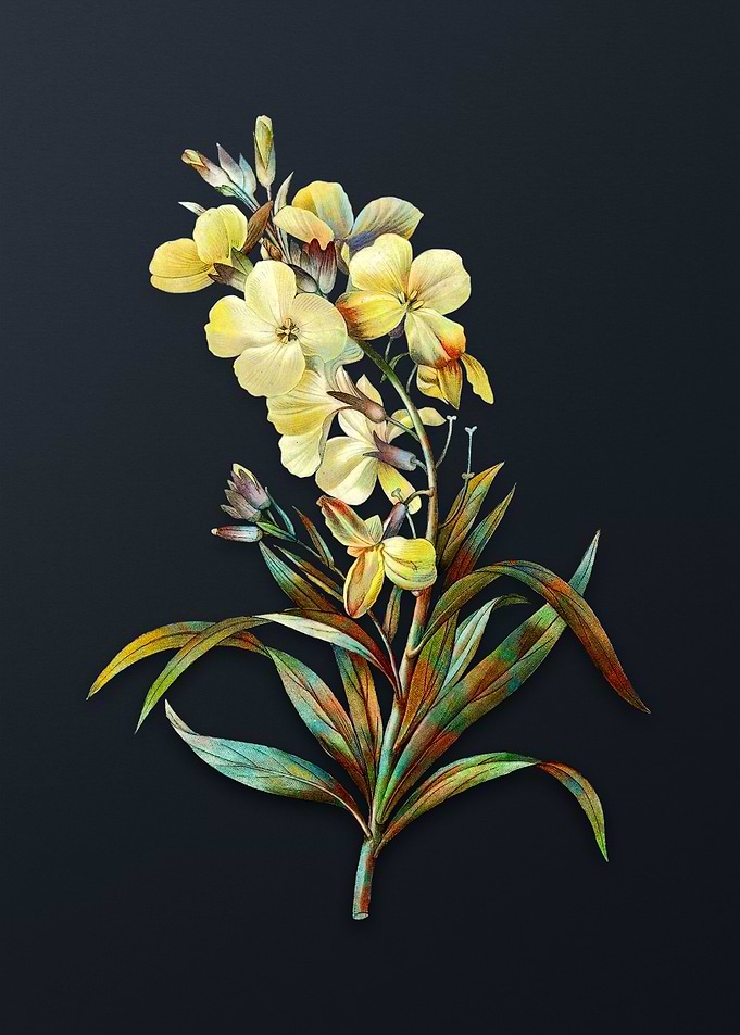 Vintage Cheiranthus Flower