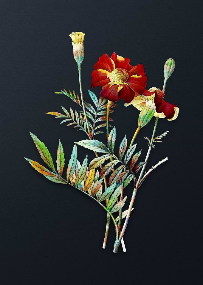 Vintage Mexican Marigold
