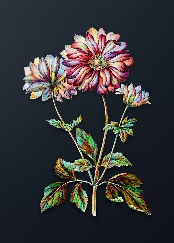 Vintage Hyacinth Flower