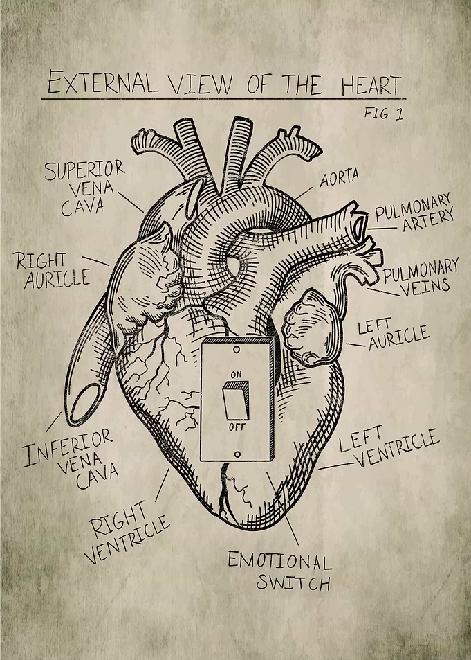 Heart Medical Drawing