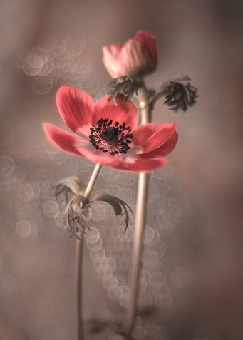 Red anemones, macro