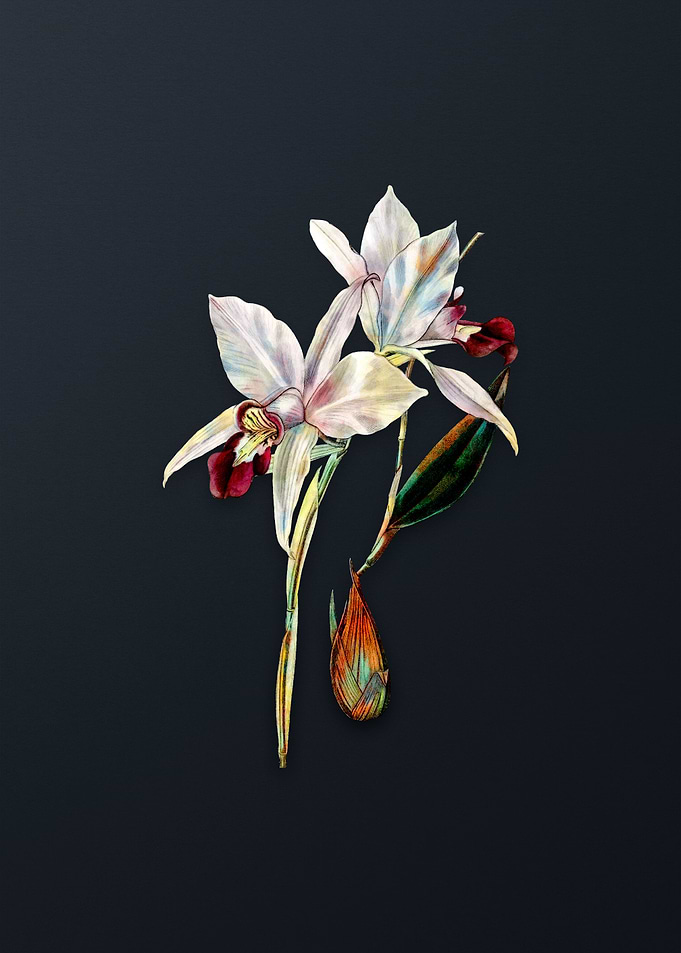 Vintage Two Edged Laelia