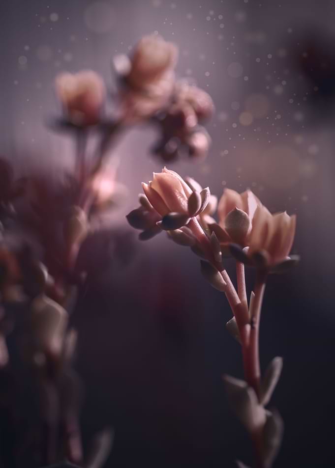 Spring flowers in garden