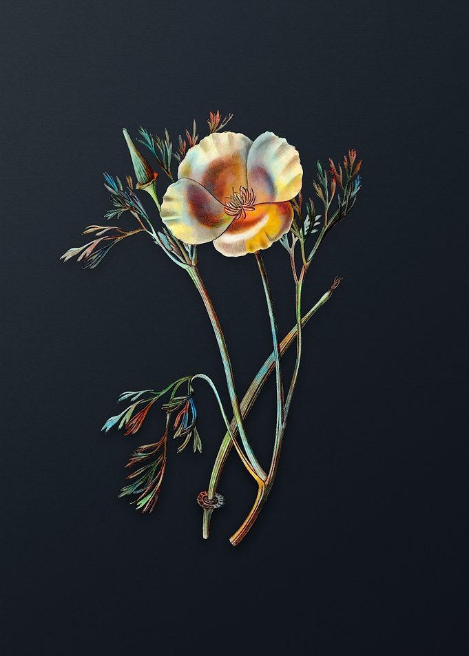 Saffron Eschscholzia