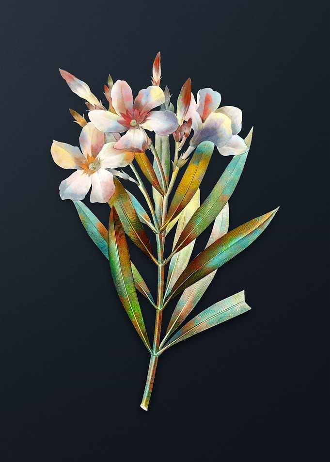 Vintage Oleander Flower
