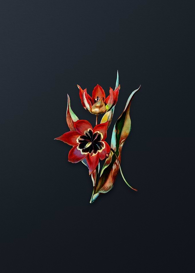 Red Strong Smelling Tulip