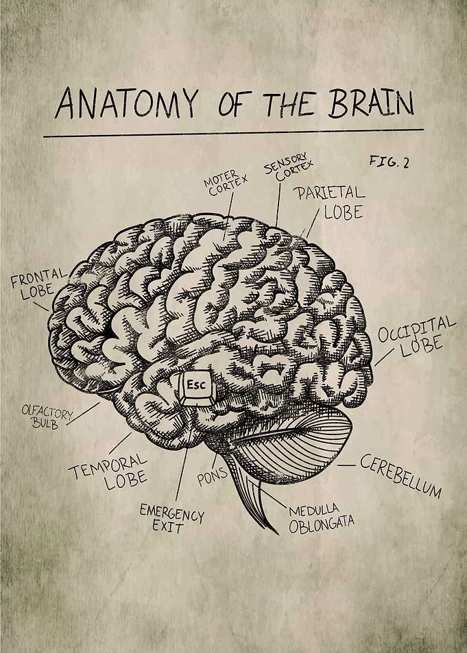 Brain Medical Drawing Esc