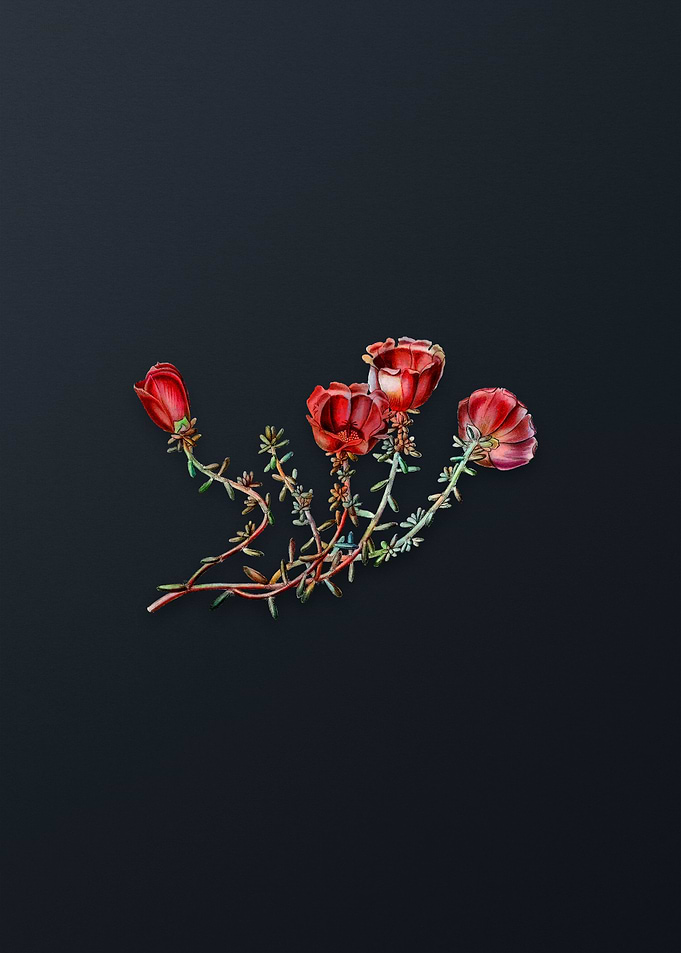 Gillies Purslane Flower