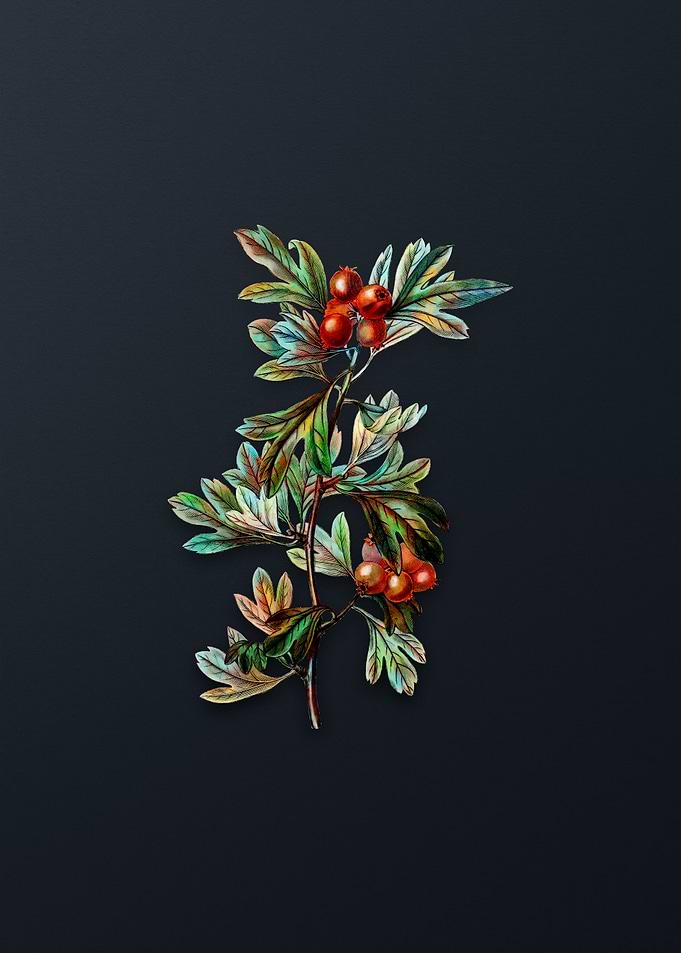 Morocco Hawthorn Flower