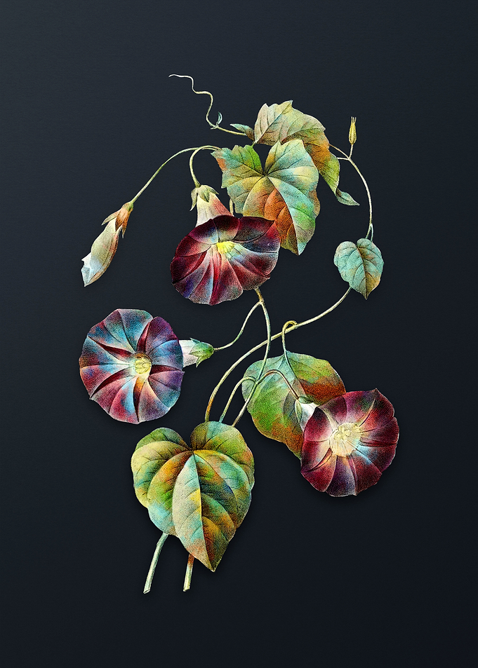 Vintage Morning Glory