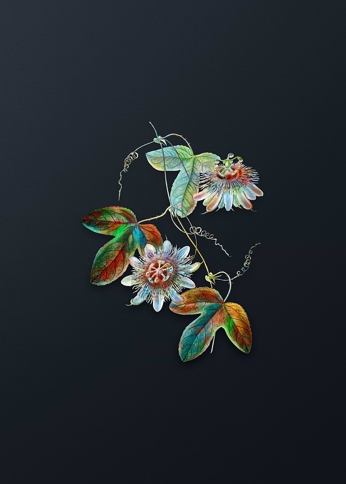 Sullivans Passion Flower