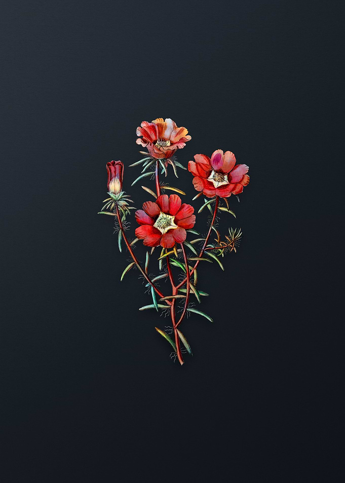 Portulaca Splendens Flower