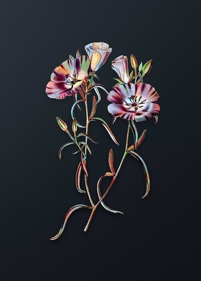 Chilian Evening Primrose